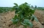 images2